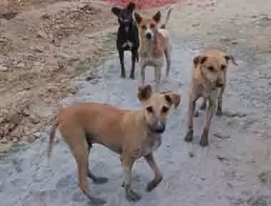 उत्तराखंड: पिता-पुत्र ने कुत्ते की बेरहमी से हत्या, मेनका गांधी ने कर दिया पुलिस को फोन, मुकदमा दर्ज