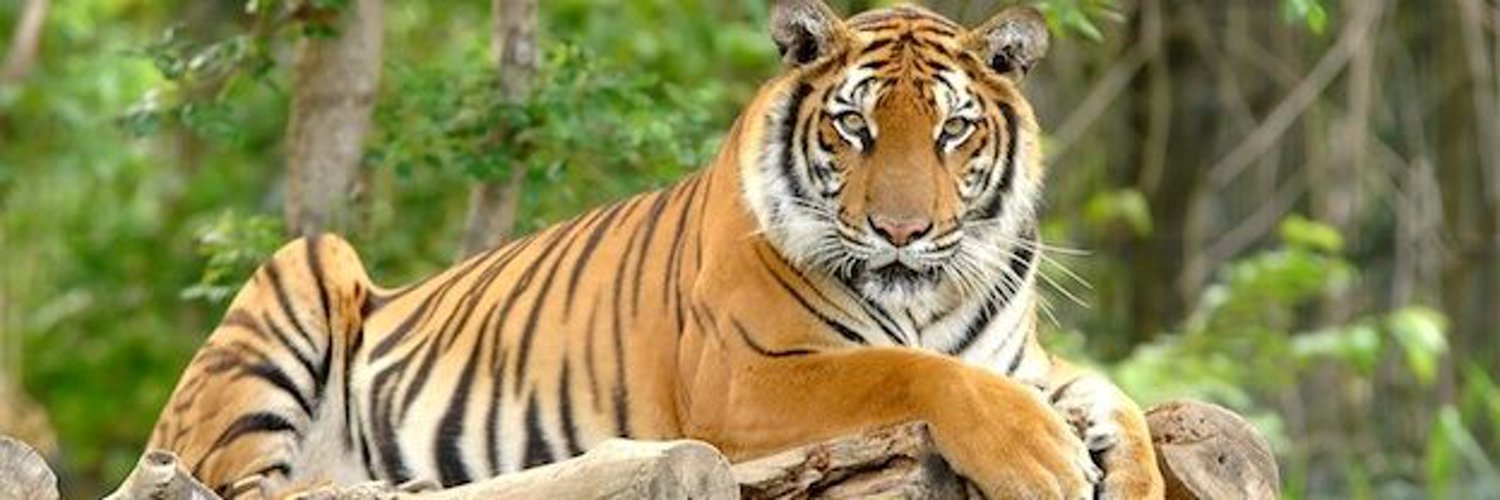 दो दशक बाद राजाजी टाइगर रिजर्व पार्क नए कॉरिडोर से गुजरी बाघिन