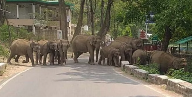 नेशनल हाईवे पर आ धमका हाथियों का झुंड