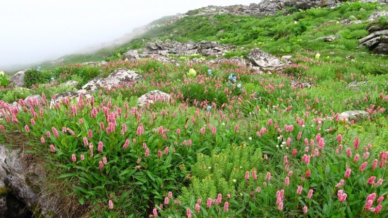 पर्यटकों के लिए बंद हुई फूलों की घाटी, इस बार 13 हजार से ज्यादा पहुंचे घाटी