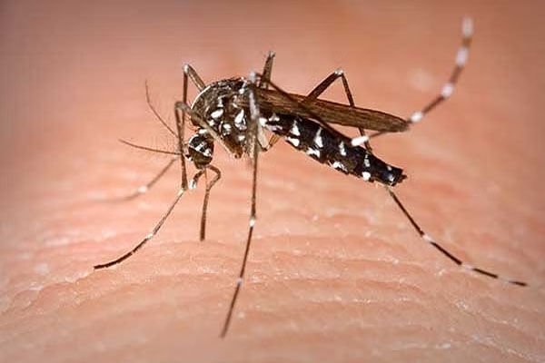 Helth News: चिकनगुनिया के कारण हृदय और गुर्दे की बीमारी से मृत्यु का खतरा बढ़ा…