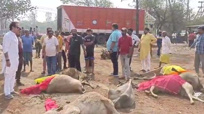 Cow Smuggling: CG कंटेनर में मिलीं 80 गाय, 13 की मौत: गो तस्‍करी पर गरमाई राजनीति, कांग्रेस का सरकार पर हमला, कृषि मंत्री बोले बख्‍शे नहीं जाएंगे तस्‍कर