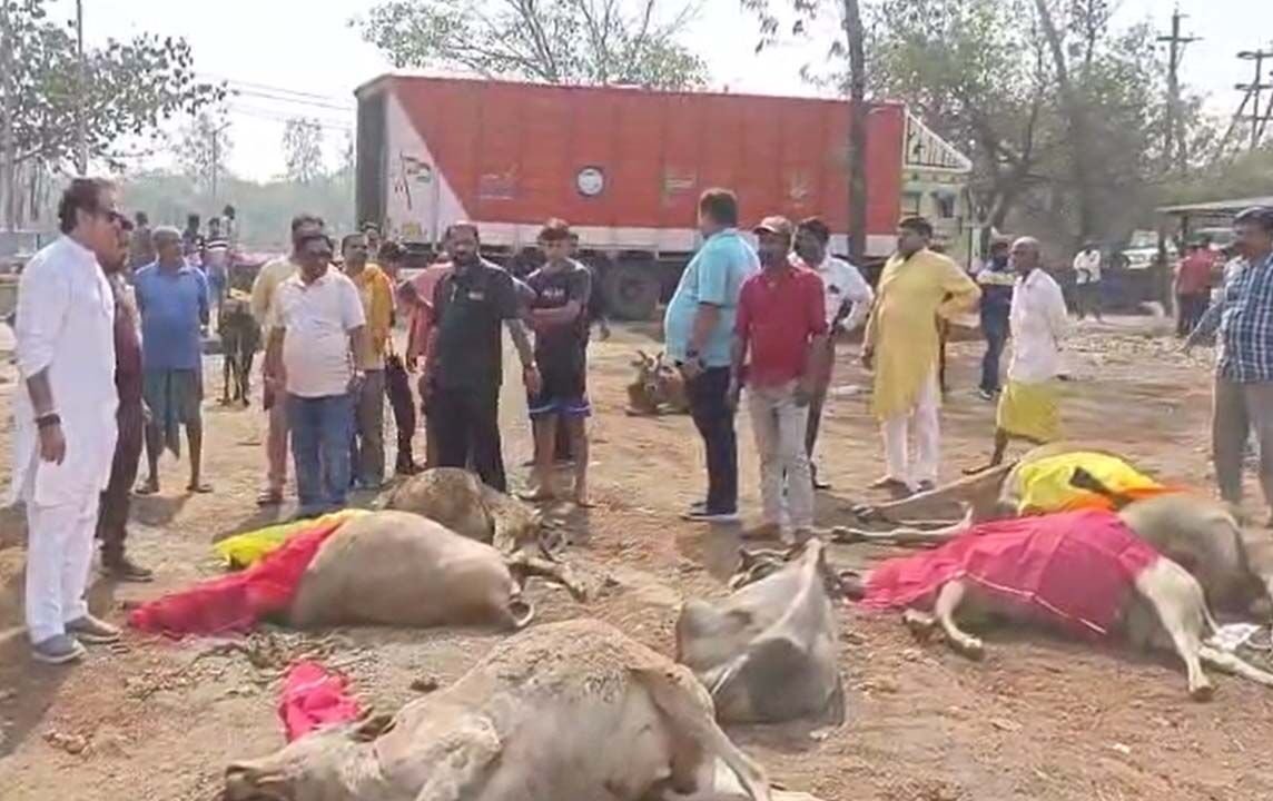 Cow Smuggling: CG कंटेनर में मिलीं 80 गाय, 13 की मौत: गो तस्करी पर गरमाई राजनीति, कांग्रेस का सरकार पर हमला, कृषि मंत्री बोले बख्शे नहीं जाएंगे तस्कर