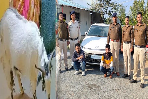 Ambikapur goat theft: बीजेपी नेता का बेशकीमती बकरा चोरी: लग्जरी कार में किडनैप कर ले गए चोर, पकड़ाने पर बोले…