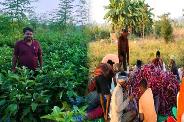 CG Farmer News: छत्तीसगढ़ का कुंवर सिंह बैंगन, टमाटर की खेती से कमा रहा हर साल 25 लाख…