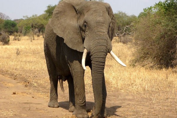 Bokaro News: बोकारो में हाथियों का आतंक, तीन लोगों की कुचलकर ली जान