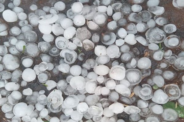 MP News: मध्य प्रदेश में बेमौसम बारिश से किसानों को नुकसान, जीतू पटवारी ने की मुआवजे की मांग