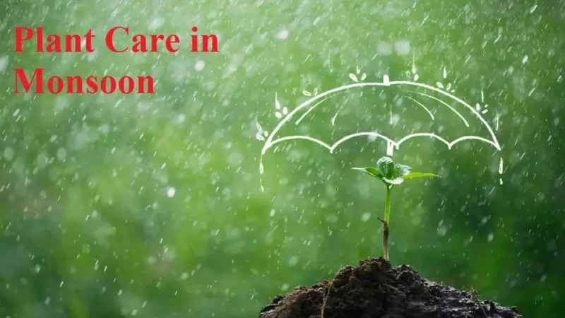 Plant Care in Monsoon : मानसून में पौधों की केयर चैलेजिंग टास्क, जानें कैसे तरोताजां रहेंगे आपके गार्डन
