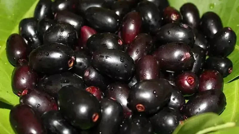 JAMUN BENIFITS : काला चमकीला छत्तीसगढ़ी "चिरई जाम"…सेहत के लिए वरदान