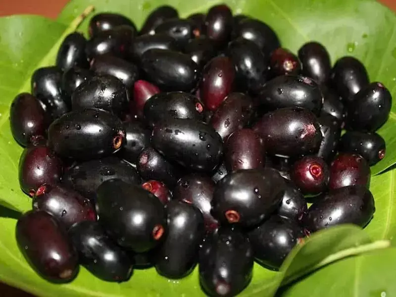 JAMUN BENIFITS : काला चमकीला छत्तीसगढ़ी "चिरई जाम"…सेहत के लिए वरदान