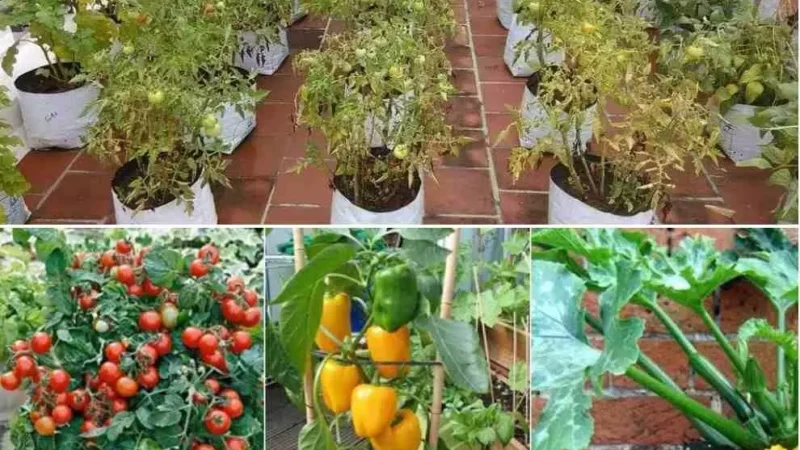 Monsoon Kitchen Gardening :  मानसून की एंट्री के साथ जागा गार्डनिंग का शौक…किचन गार्डन में लगाएं ये पौधे