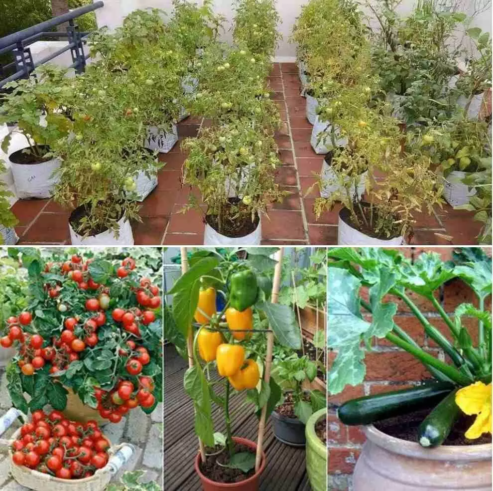 Monsoon Kitchen Gardening :  मानसून की एंट्री के साथ जागा गार्डनिंग का शौक…किचन गार्डन में लगाएं ये पौधे