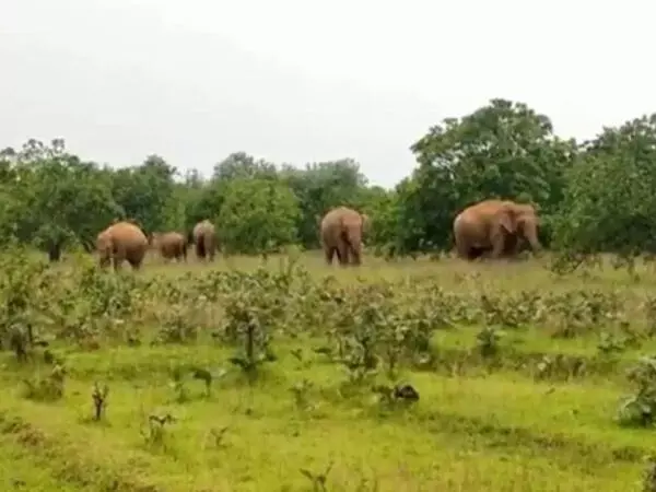 CG: हाथी से बचने मकान के छत पर चढ़ी महिला, नीचे गिरी, हाथियों की वजह से अस्पताल ले जाने में देरी, हुई मौत