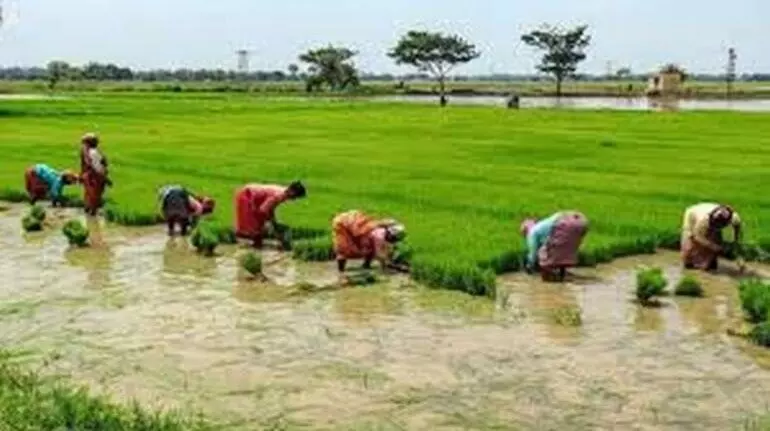 CG: फसल खराब होने पर मिलेगा मुआवजा, खरीफ फसलों का बीमा कराने की अंतिम तारीख निर्धारित…