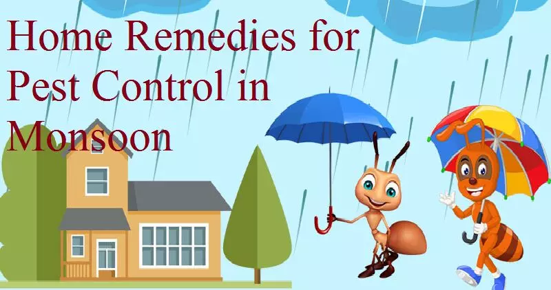 Home Remedies for Pest Control in Monsoon : बरसात में इन घरेलू नुस्खों से बचें जहरीले कीड़े-मकोड़े से