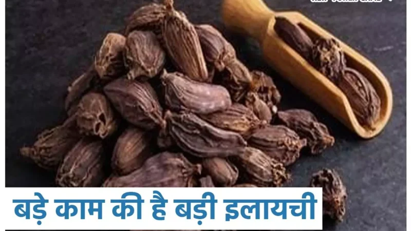 Black Cardamom Benefits: बड़े काम की है बड़ी इलायची, जानिये स्वास्थ्य के लिये इसके बड़े-बड़े फायदे…