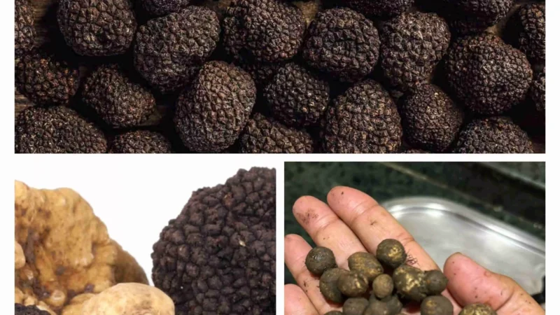 Truffle Mushroom Benefits : इसके रंग-रूप में ना जाएं… स्‍वास्‍थ्‍य के लिए कई अद्भुत लाभों से भरपूर है ये काली 'ट्रफल मशरूम'