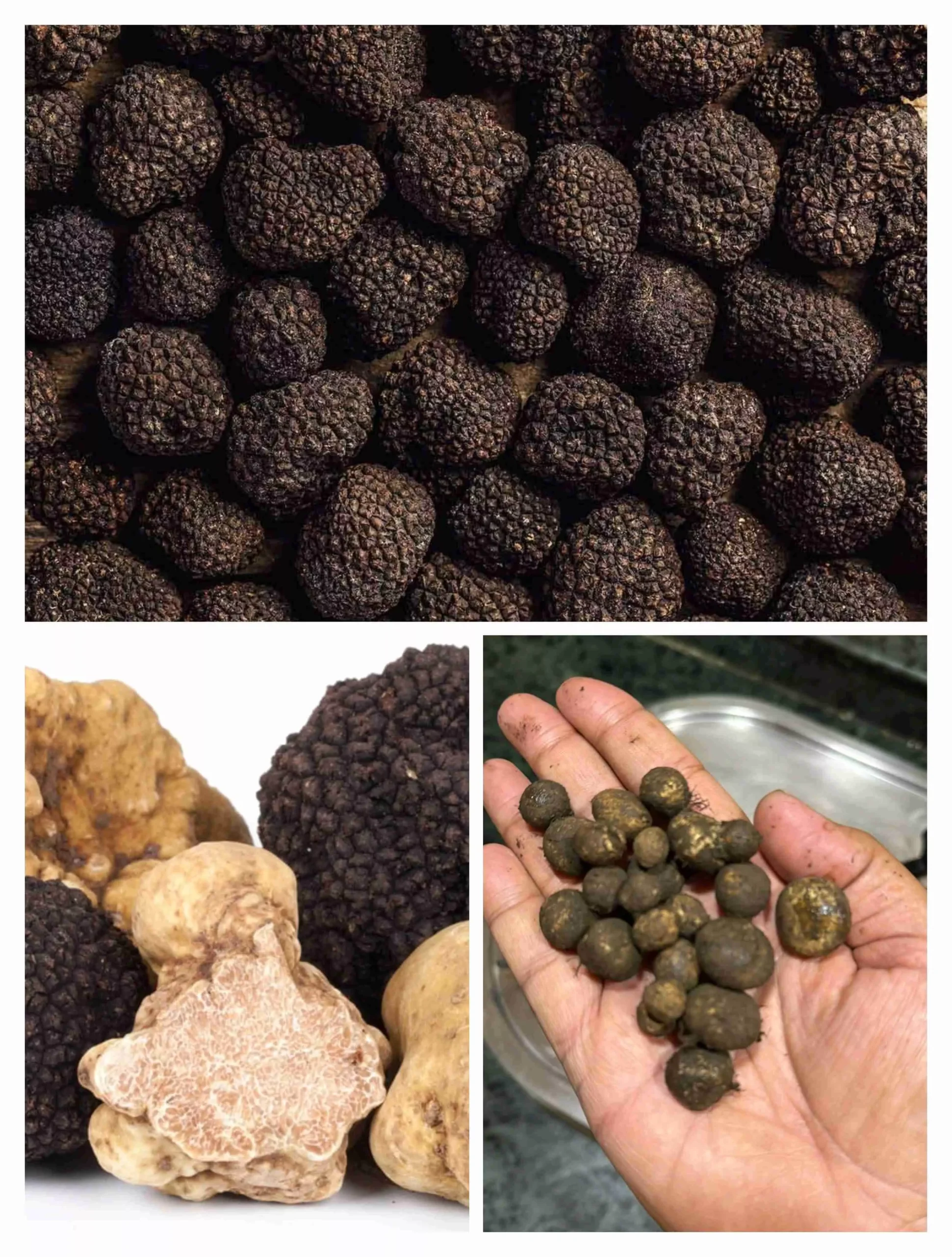 Truffle Mushroom Benefits : इसके रंग-रूप में ना जाएं… स्वास्थ्य के लिए कई अद्भुत लाभों से भरपूर है ये काली 'ट्रफल मशरूम'