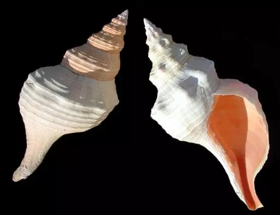 Conch Variety and power : कहीं ऐसा तो नहीं कि आपके घर भी रखा है गलत "शंख" , जानिए शंख को लेकर सब कुछ