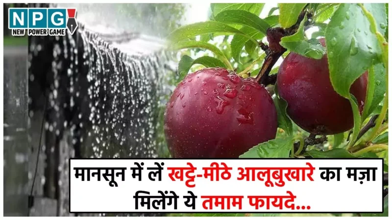 Plum Benefits: खट्टे-मीठे आलूबुखारे का सीज़न में लीजिए भरपूर मजा, मिलेंगे ये खास फायदे…
