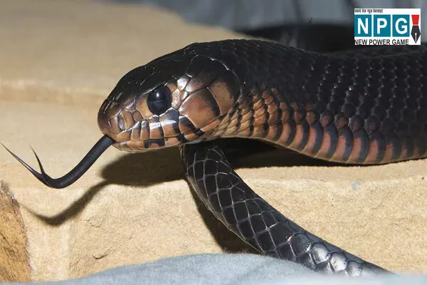 Bihar Snake News: युवक को सांप ने काटा, फिर युवक ने सांप को तीन बार काटा, फिर जो हुआ, जानकर हो जाएंगे रोंगटे खड़े…