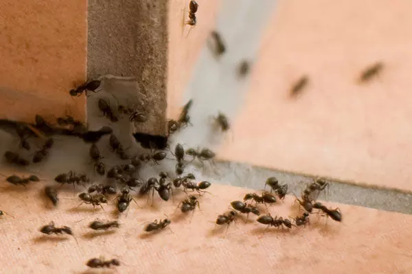 Home Remedies for Ants  : बारिश में क्या आप भी परेशान है लाल-काली चीटियों से…तो इन घरेलू नुस्खों से करें दूर