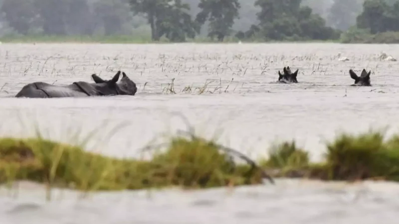 Kaziranga National Park Floods: असम में बाढ़ का तांडव, काजीरंगा राष्ट्रीय उद्यान में 6 गैंडों सहित 137 जंगली की हो मौत