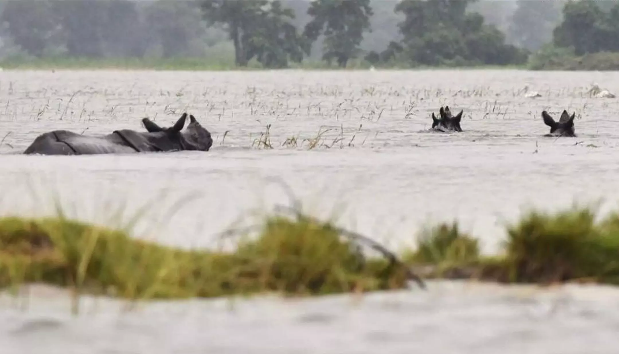 Kaziranga National Park Floods: असम में बाढ़ का तांडव, काजीरंगा राष्ट्रीय उद्यान में 6 गैंडों सहित 137 जंगली की हो मौत