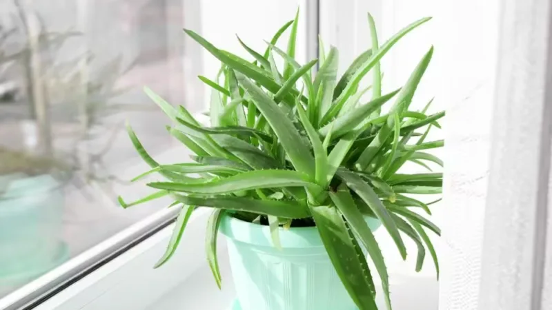 Plant Vastu : अगर घर में लगाना है एलोवेरा तो जान लें "वास्तु" के नियम