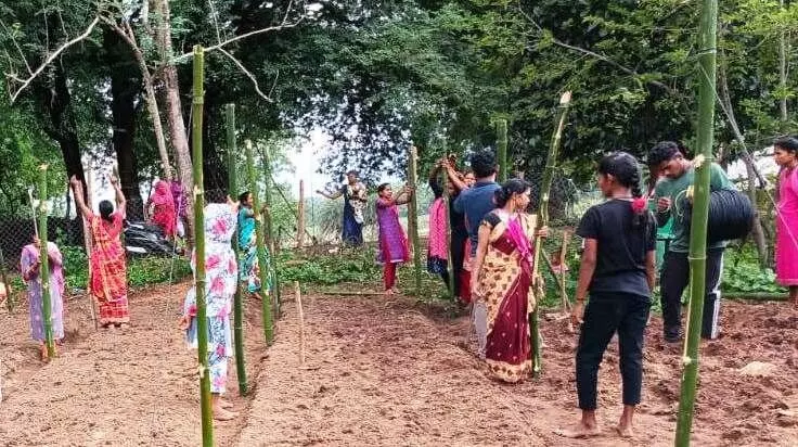 Dantewada News: 1000 दीदियों की बाड़ी में मचान विधि से लगाई जा रही है सब्जी