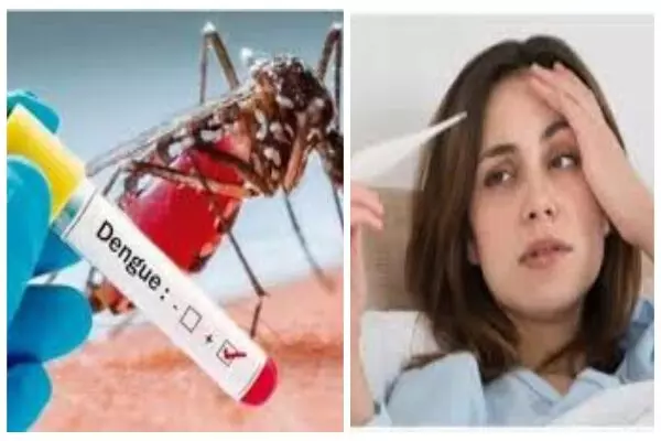 Dengue: साफ पानी में पनपता है डेंगू का मच्छर, जान लें लक्षण, सावधानी, इलाज और खानपान