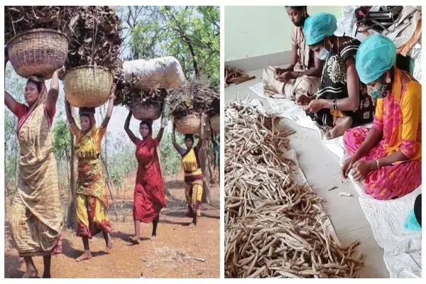 Prime Minister Van Dhan Yojana: जानिए क्या है केंद्र सरकार की वन धन योजना, इसका लाभ लेकर कैसे आदिवासी बदल सकते हैं अपनी तकदीर ?