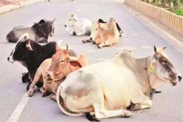 Raipur News: सड़क पर आवारा मवेशी दिखे, तो करें 6269066630 या 6269066612 नंबर पर कॉल