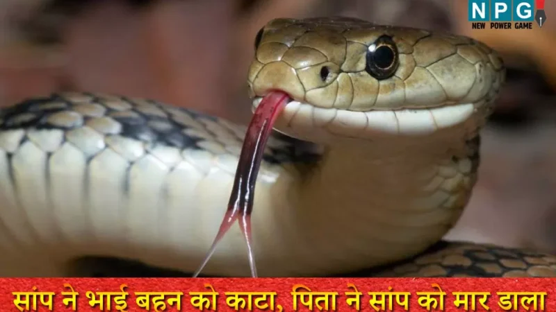 Gariyaband: सांप ने भाई बहन को काटा, फिर पिता ने सांप को ही मार डाला, दोनों बच्चों की भी मौत