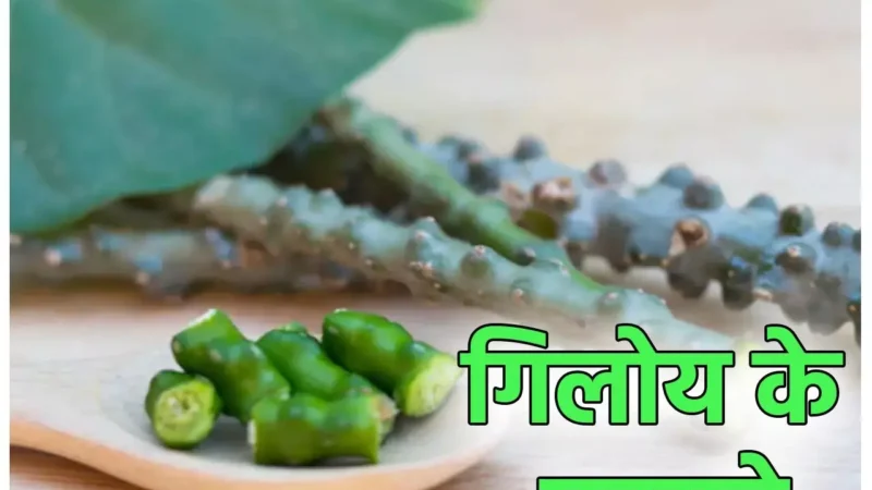 Giloy Benefits: मानसून में कीजिए गिलोय का सेवन, इम्यूनिटी बढ़ेगी, डेंगू-मलेरिया के बुखार से भी मिलेगी राहत…