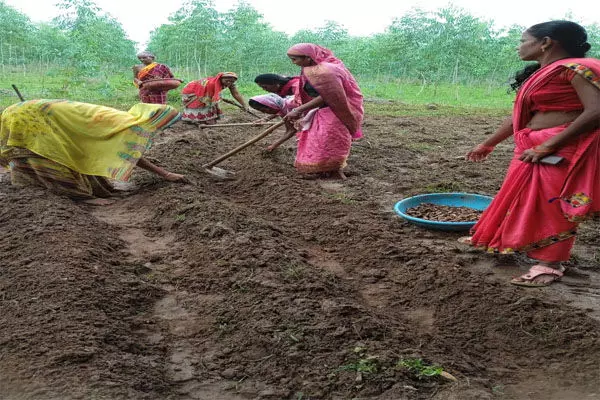 Dantewada News: हल्दी से आयेगी दीदियों के जीवन में समृद्धि’