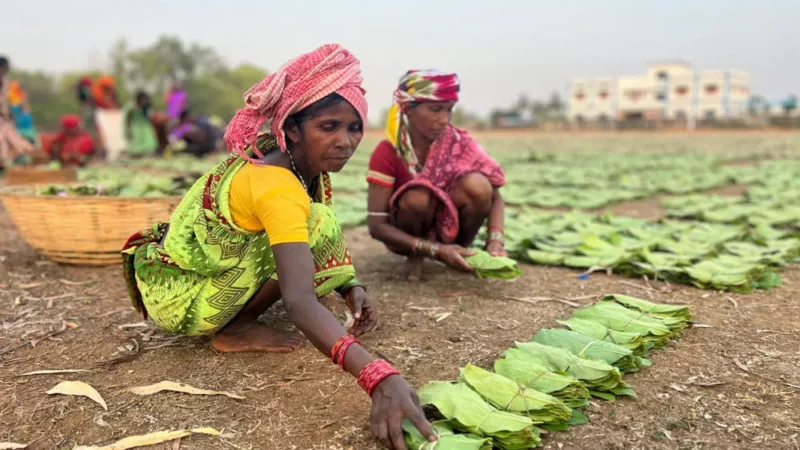 विष्णुदेव के सुशासन में तेंदूपत्ता संग्राहकों को सीधे मिल रही पारिश्रमिक राशि, घर-परिवार की जरूरतें हो रही पूरी…