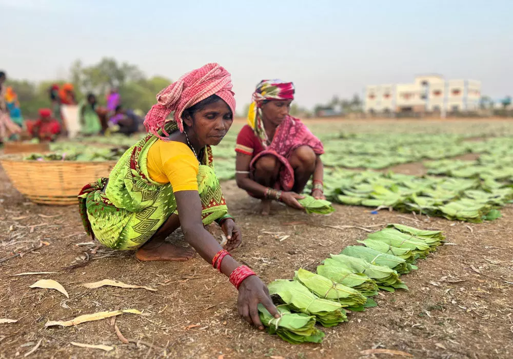 विष्णु के सुशासन में तेंदूपत्ता संग्राहकों को सीधे मिल रही पारिश्रमिक राशि, घर-परिवार की जरूरतें हो रही पूरी…
