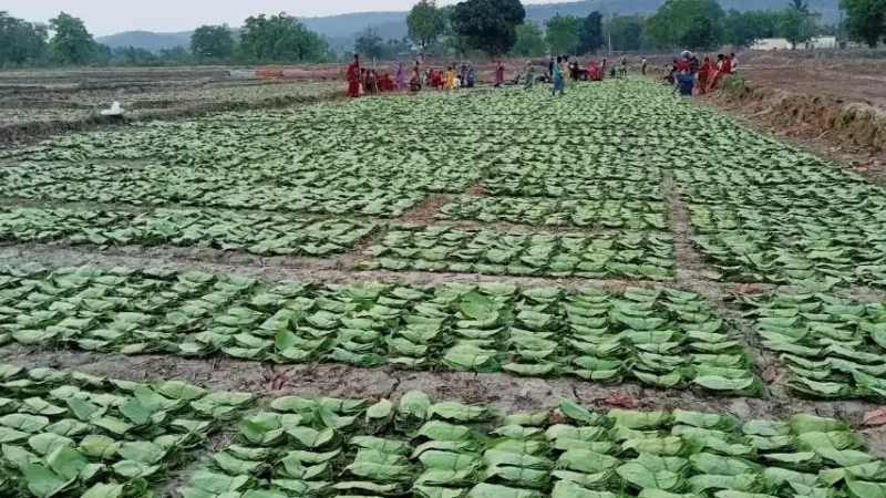 CM विष्णुदेव की पहल पर तेंदूपत्ता संग्रहण दर बढ़ने से संग्राहकों को हुआ 18.73 करोड़ का मुनाफा, 5500 रुपये मानक बोरे की दर से दी जा रही राशि…