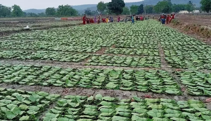 CM विष्णुदेव की पहल पर तेंदूपत्ता संग्रहण दर बढ़ने से संग्राहकों को हुआ 18.73 करोड़ का मुनाफा, 5500 रुपये मानक बोरे की दर से दी जा रही राशि…