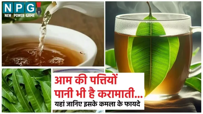 Mango Leaves Water Health Benefits: आम के पेड़ की पत्तियों का पानी भी है करामाती, नियमित खाली पेट पीने से दिलाएगा इन समस्याओं से राहत…
