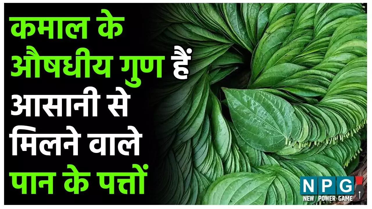 Benefits of Betel Leaves: कमाल के औषधीय गुण हैं आसानी से मिलने वाले पान के पत्तों में, बिना सुपारी-कत्थे के खाना है सही…
