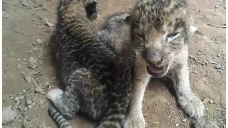 MP News: मुख्यमंत्री डॉ. मोहन यादव ने ग्वालियर चिड़ियाघर में तीन शावकों के जन्म लेने पर बधाई दी