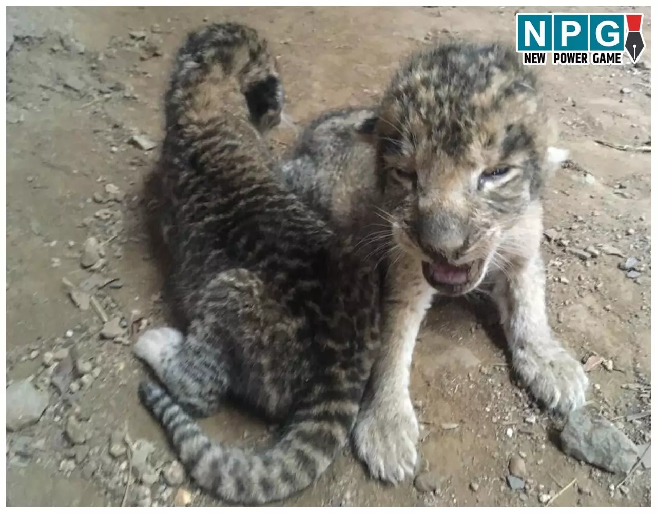 MP News: मुख्यमंत्री डॉ. मोहन यादव ने ग्वालियर चिड़ियाघर में तीन शावकों के जन्म लेने पर बधाई दी