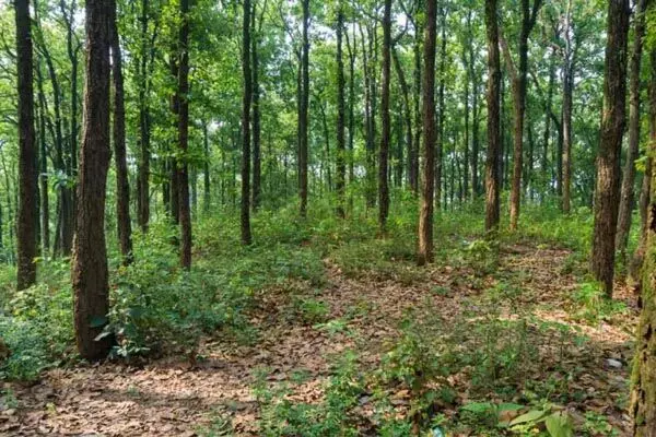 MP City Forest: MP के इंदौर और जबलपुर में बनेंगे सिटी फॉरेस्ट,  विभाग ने तेज की तैयारियां