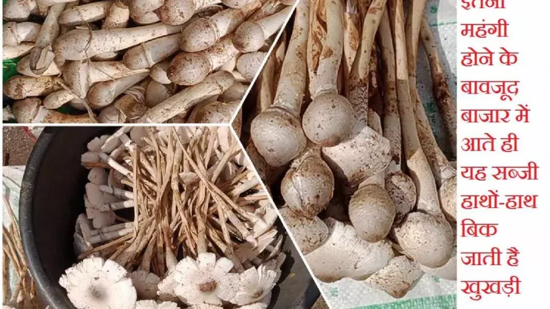 Khukdi : 1200 रुपए किलो वाली सब्जी का स्वाद चख रहे रायपुरिया…जानें क्या है खासियत और फायदें… कभी-कभी जानलेवा भी हो सकती है ये सब्जी, ऐसे करें विषैले की पहचान