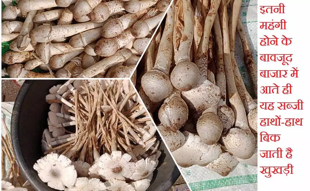 Khukdi : 1200 रुपए किलो वाली सब्जी का स्वाद चख रहे रायपुरिया…जानें क्या है खासियत और फायदें… कभी-कभी जानलेवा भी हो सकती है ये सब्जी, ऐसे करें विषैले की पहचान