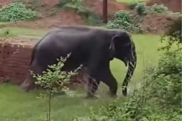 Korba News: मार्निग वाक पर निकली महिला पर हाथी ने किया हमला: जंगल से भटक कर कोल माइंस एरिया पहुंचा गजराज