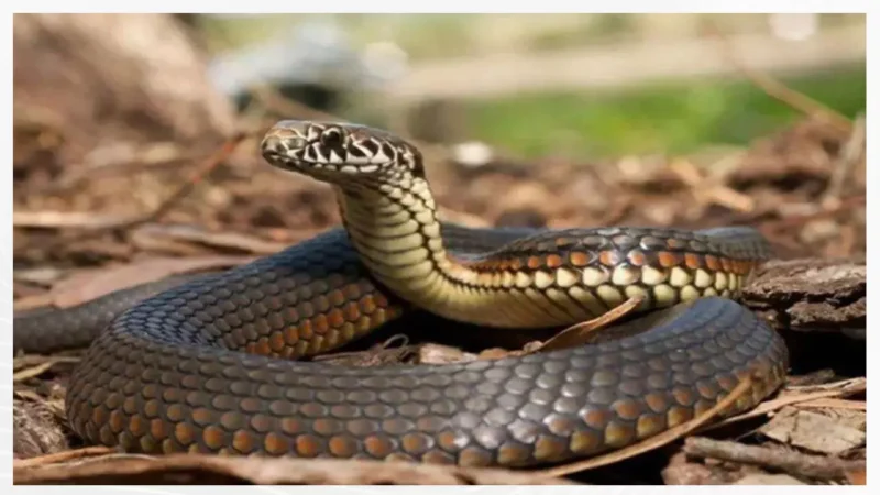 Gariaband News: मां-बेटी की सांप काटने से मौत, सो रहा था परिवार, तभी सांप ने डंसा…