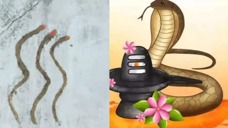 Nag Panchami 2024 : घर में है नाग आने का डर… तो गोबर से नाग की आकृति बनाकर करें पूजा… जानिए नाग है प्राणघातक फिर भी क्यों पूजे जाते हैं